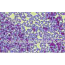 Enterococcus faecalis EP-GA65